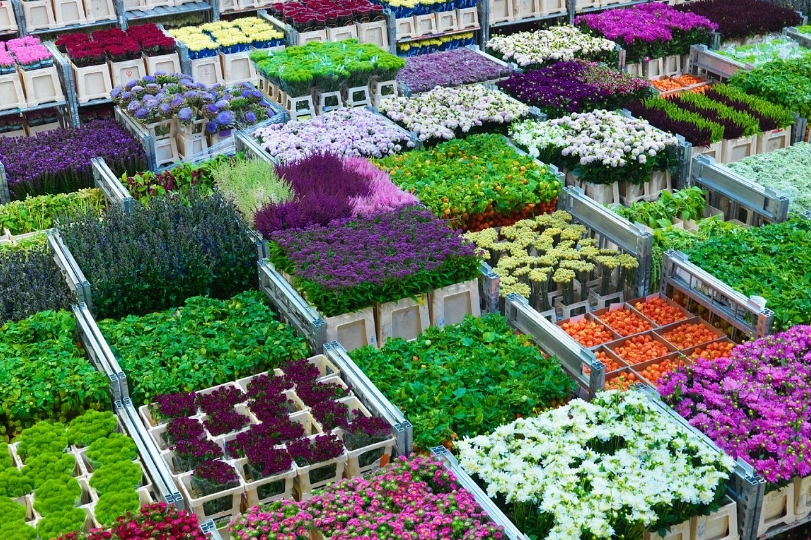 bloemen uit Nederland