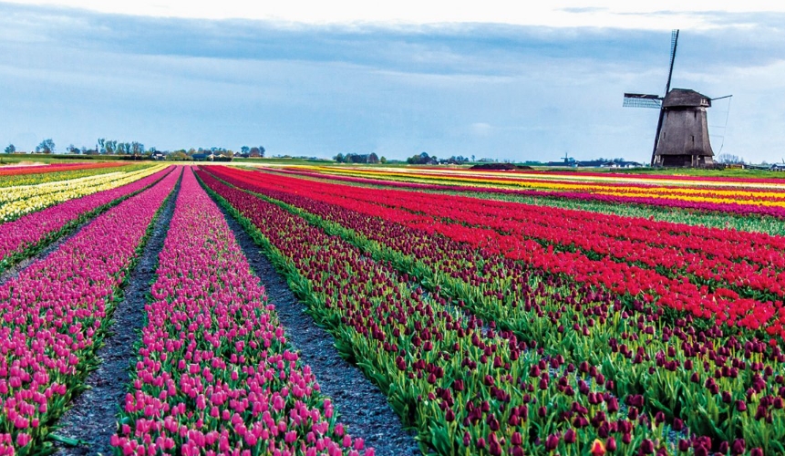 tulpen in Nederland
